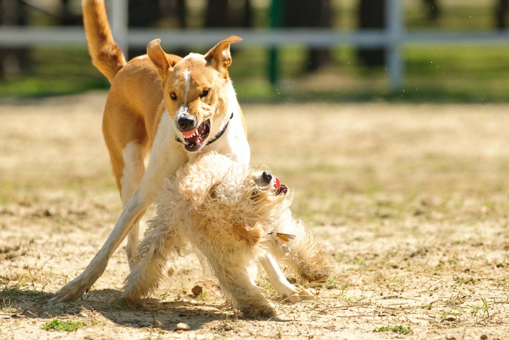 dog fight