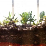 my succulent terrarium