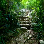 on Reef Bay Trail - the stairs to the petroglyph pools
