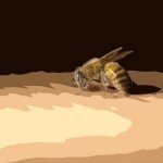 an african killer bee (they live in our walls)