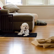 Olly on his living room rug (Becca's old bathmat)